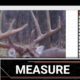 Measure your Buck to get the score
