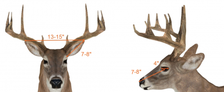 buck scoring whitetail buckscore score antler estimating measurement reference