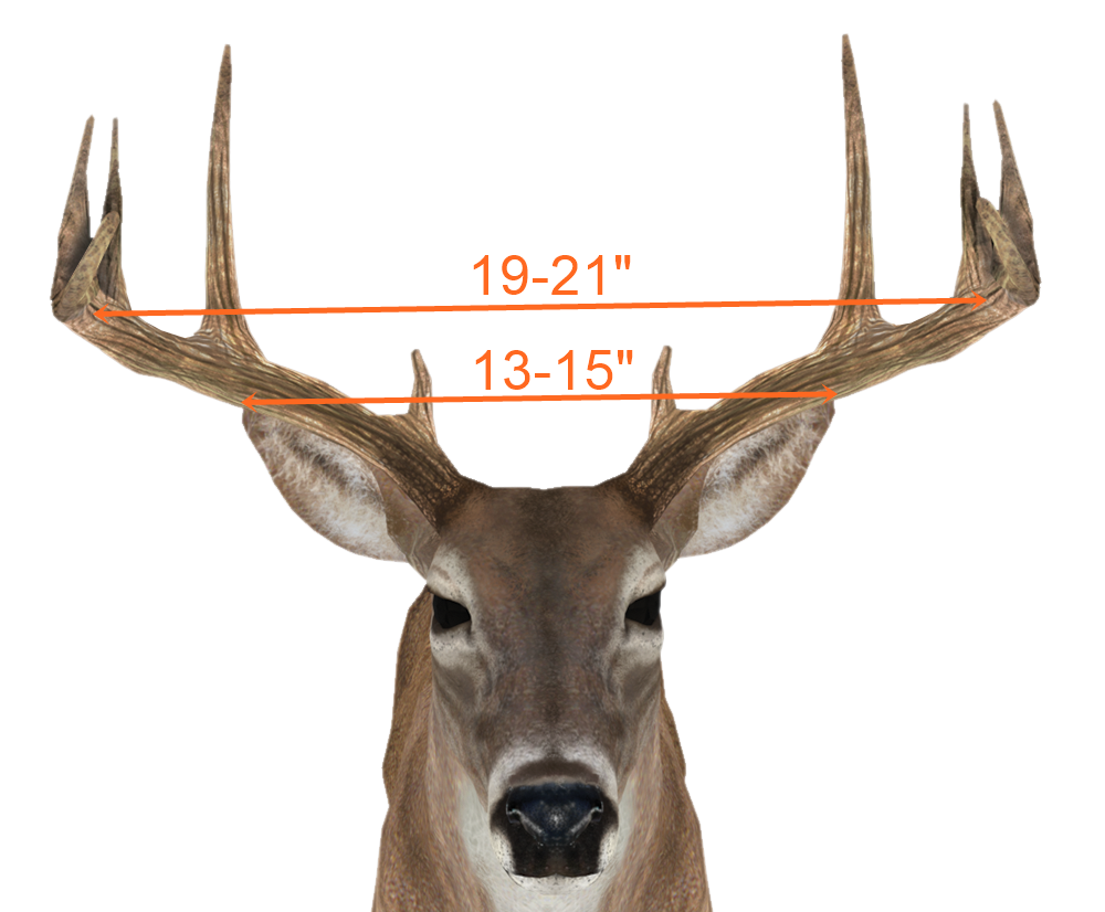 Field Scoring a Deer 101 | BuckScore