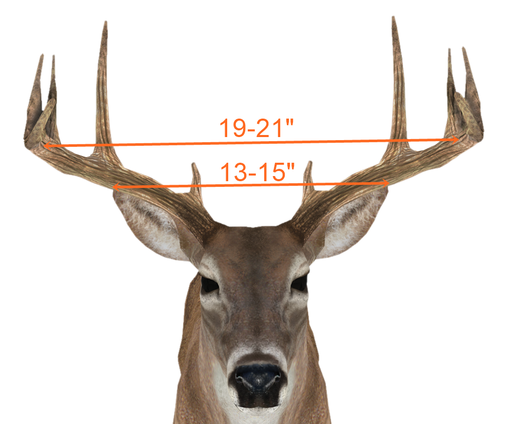 Deer Antler Size Chart