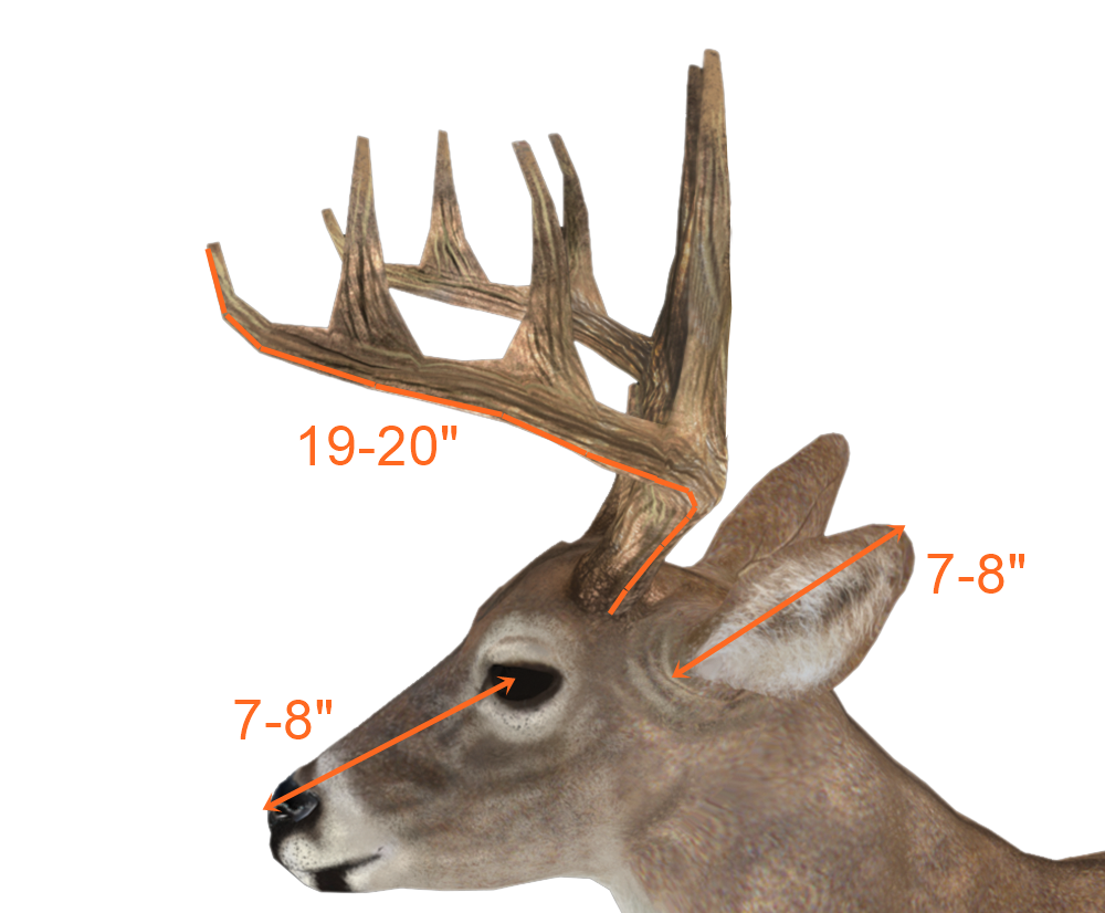 Deer Antler Size Chart