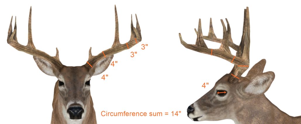 Second Grade Axis Deer skin average size