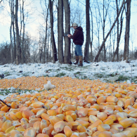 Field Scoring a Deer 101 BuckScore