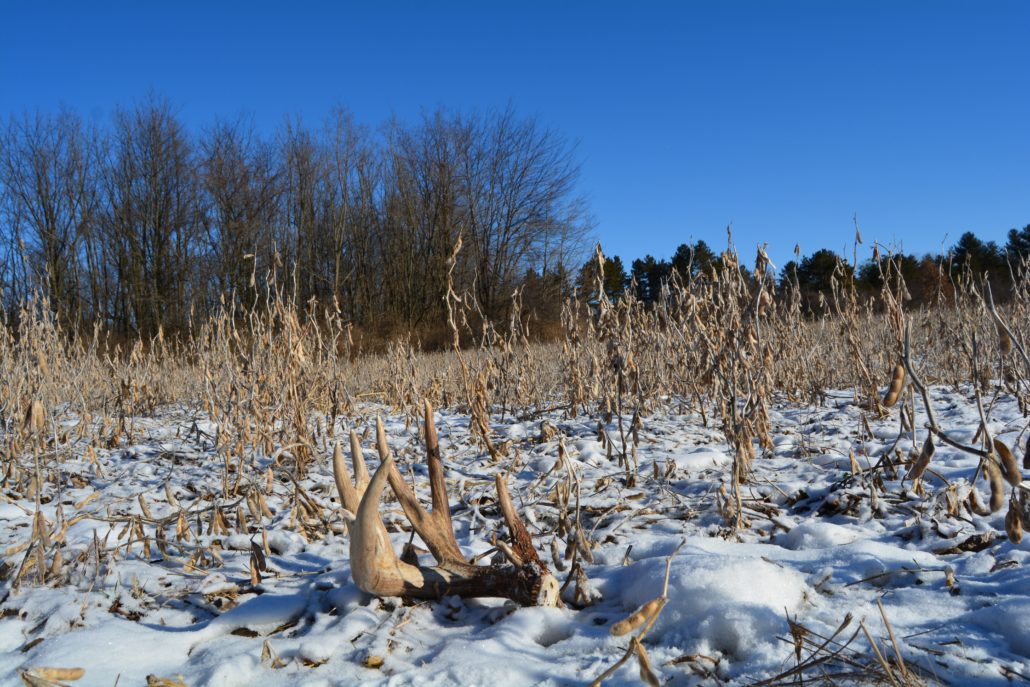 when to shed hunt pic2 When Should You Start Shed Hunting?