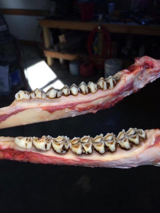 How to Age Whitetailed Deer Three Methods You Can Use This Deer