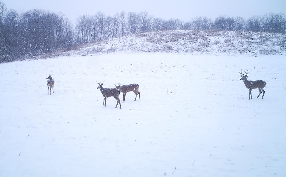 Strategies Deer Use to Survive the Winter Months and What You Can