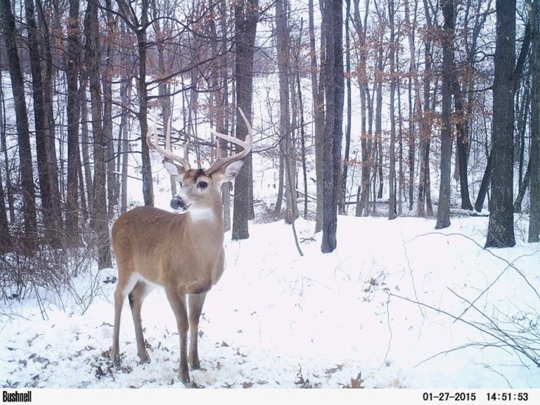 Strategies Deer Use to Survive the Winter Months and What You Can Do to