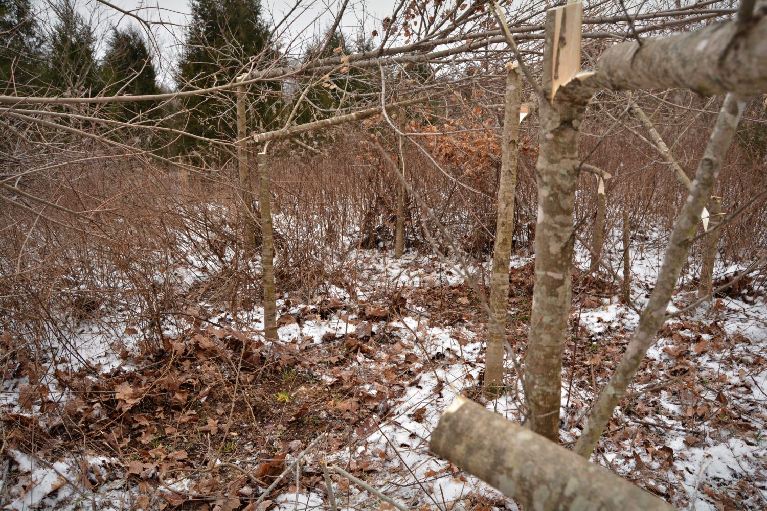 Hinge Cutting for Deer Supplying Winter Food and Cover BuckScore