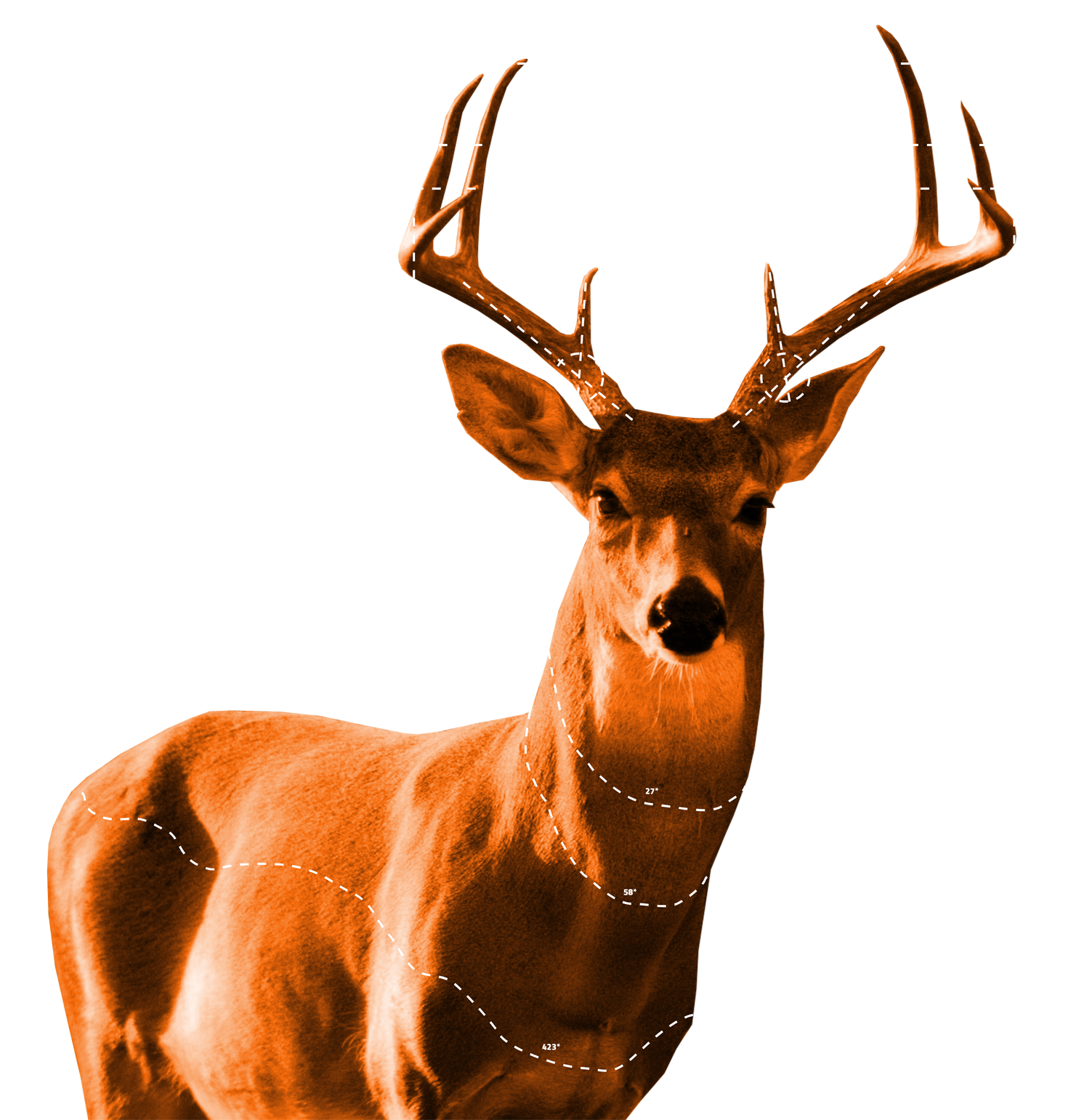 Buckscore Deer