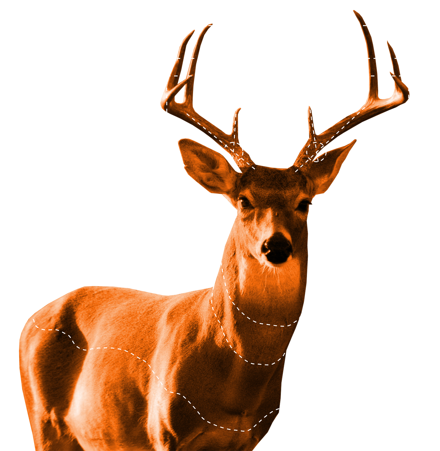 buckscoredeer